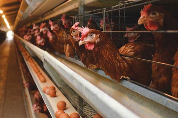 660px-1.-Screenshot-2024-05-22-at-1.16.27 PM bird